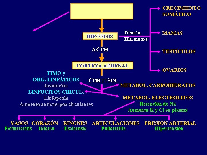 CRECIMIENTO SOMÁTICO HIPÓFISIS Dismin. Hormonas ACTH MAMAS TESTÍCULOS CORTEZA ADRENAL OVARIOS TIMO y ORG.