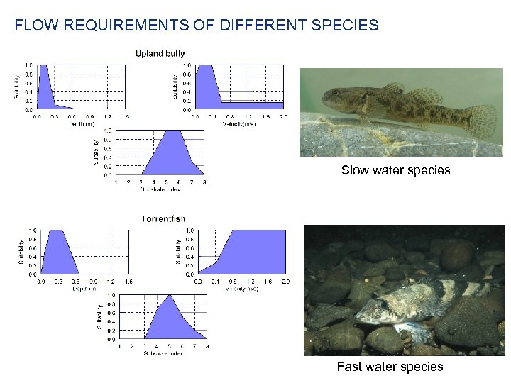 FLOW REQUIREMENTS OF DIFFERENT SPECIES Slow water species Fast water species 