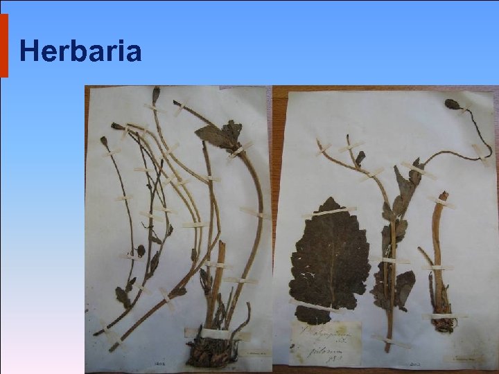 Herbaria 