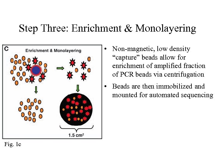 Step Three: Enrichment & Monolayering • Non-magnetic, low density “capture” beads allow for enrichment