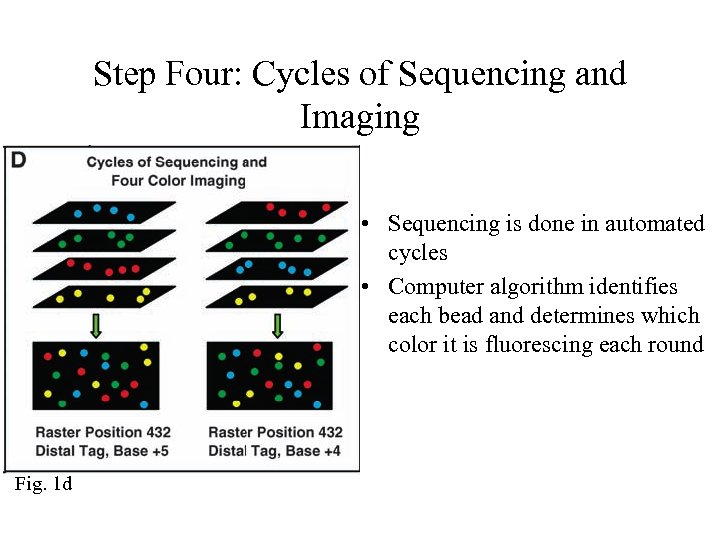 Step Four: Cycles of Sequencing and Imaging • Sequencing is done in automated cycles