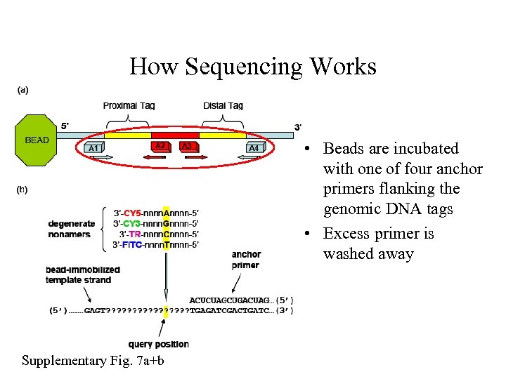 How Sequencing Works • Beads are incubated with one of four anchor primers flanking