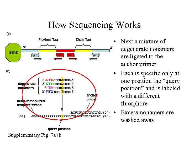 How Sequencing Works • Next a mixture of degenerate nonamers are ligated to the