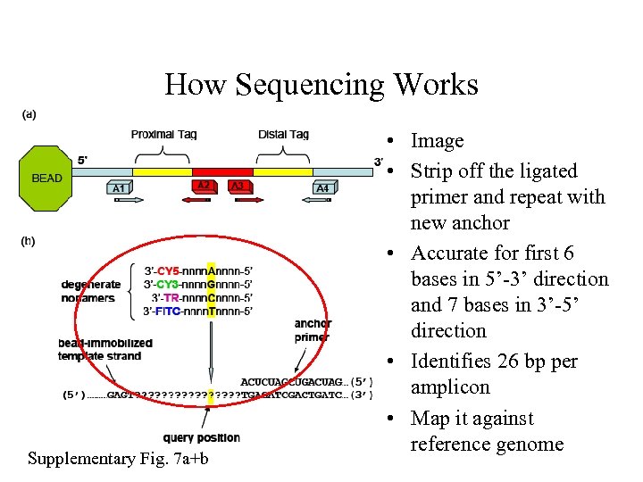 How Sequencing Works Supplementary Fig. 7 a+b • Image • Strip off the ligated