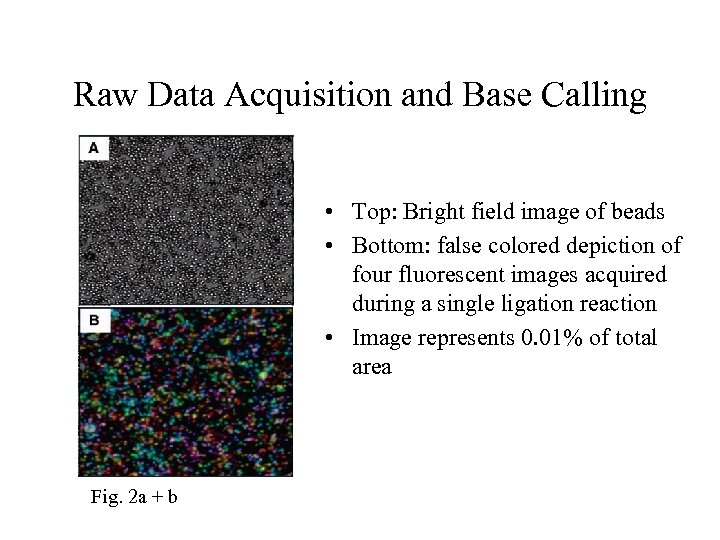 Raw Data Acquisition and Base Calling • Top: Bright field image of beads •