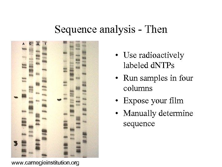 Sequence analysis - Then • Use radioactively labeled d. NTPs • Run samples in