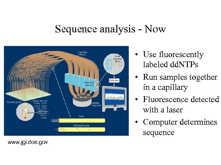 Sequence analysis - Now • Use fluorescently labeled dd. NTPs • Run samples together