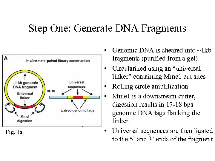 Step One: Generate DNA Fragments Fig. 1 a • Genomic DNA is sheared into