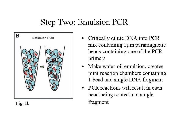 Step Two: Emulsion PCR Fig. 1 b • Critically dilute DNA into PCR mix