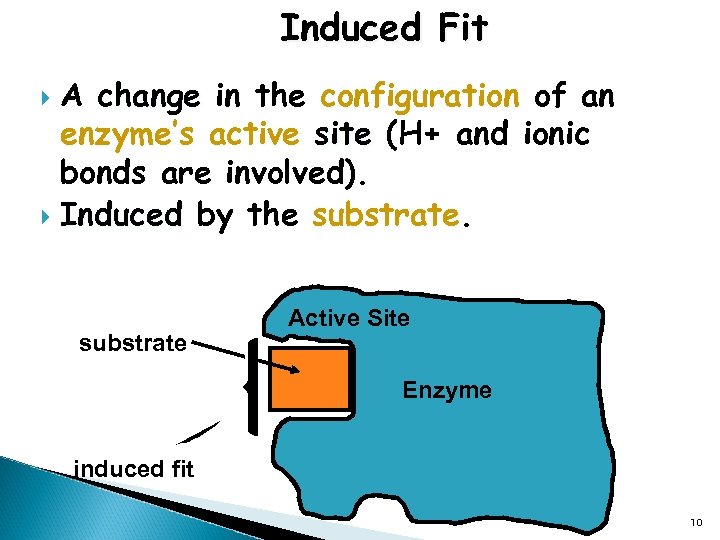 Induced Fit A change in the configuration of an enzyme’s active site (H+ and