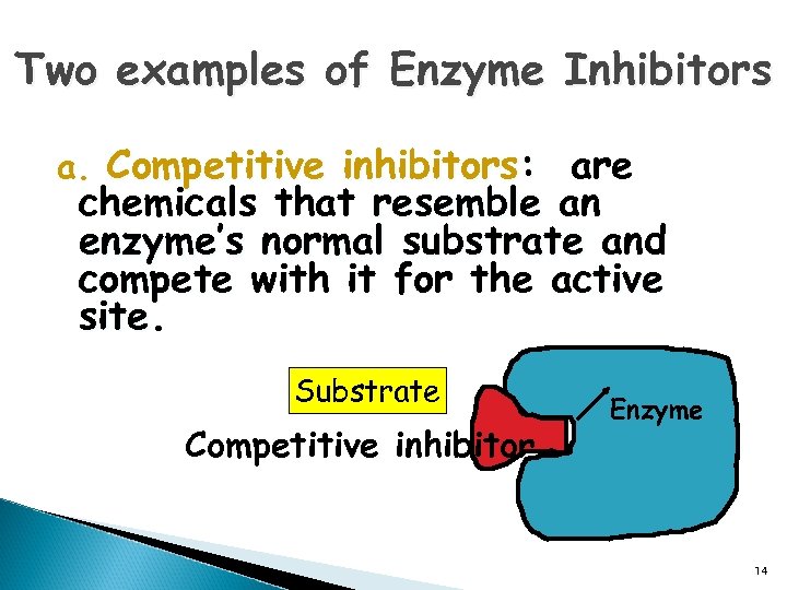 Two examples of Enzyme Inhibitors a. Competitive inhibitors: are chemicals that resemble an enzyme’s