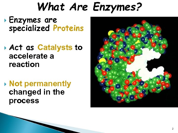 What Are Enzymes? Enzymes are specialized Proteins Act as Catalysts to accelerate a reaction