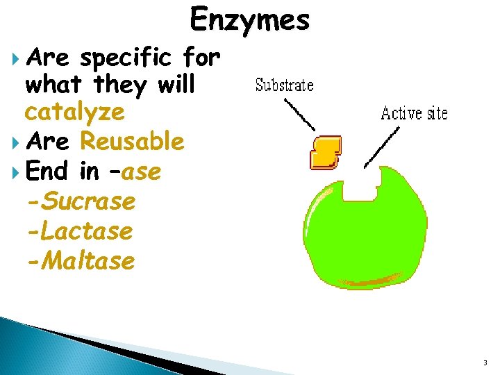  Are Enzymes specific for what they will catalyze Are Reusable End in –ase