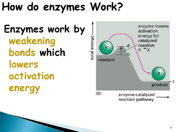 How do enzymes Work? Enzymes work by weakening bonds which lowers activation energy 4