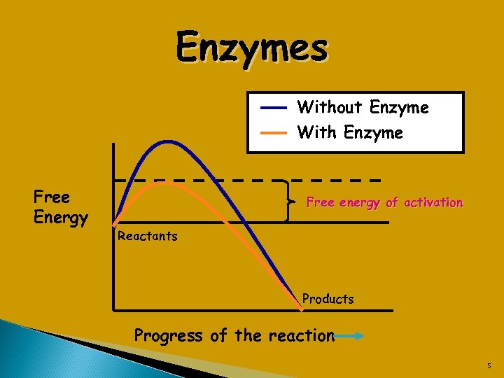 Enzymes Without Enzyme With Enzyme Free Energy Free energy of activation Reactants Products Progress