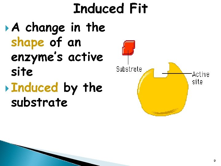 Induced Fit A change in the shape of an enzyme’s active site Induced by