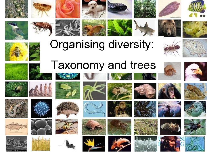 Organising diversity: Taxonomy and trees 