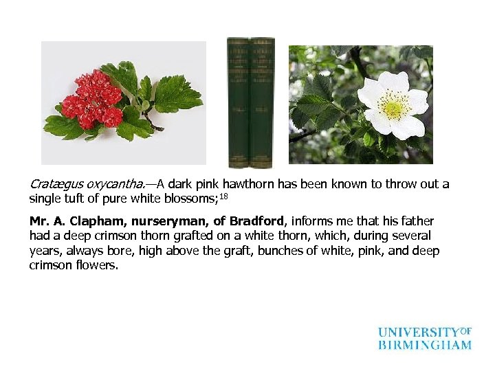 Cratægus oxycantha. —A dark pink hawthorn has been known to throw out a single
