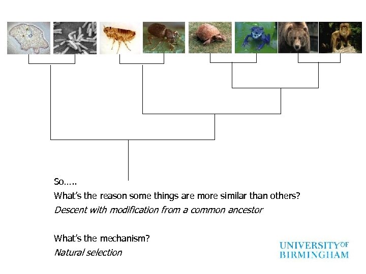 So…. . What’s the reason some things are more similar than others? Descent with