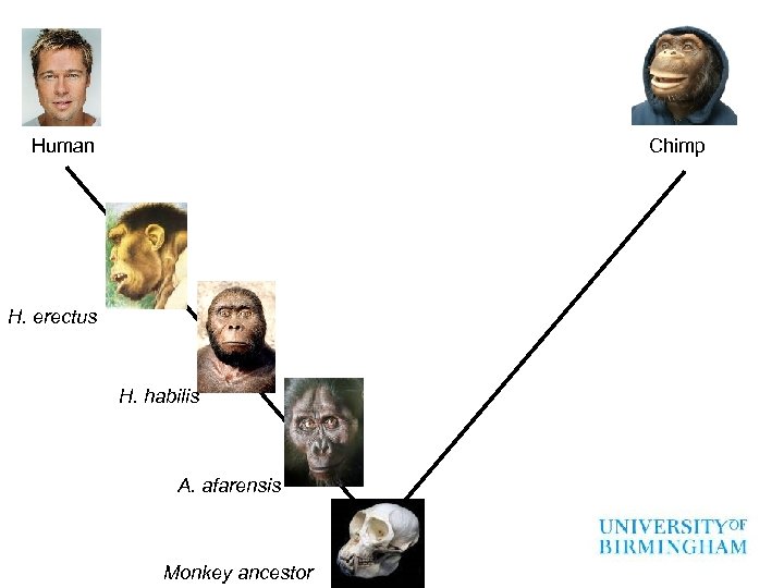 Human Chimp H. erectus H. habilis A. afarensis Monkey ancestor 