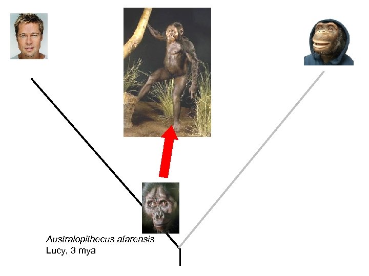 Australopithecus afarensis Lucy, 3 mya 