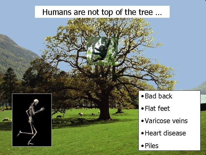 Humans are not top of the tree … • Bad back • Flat feet