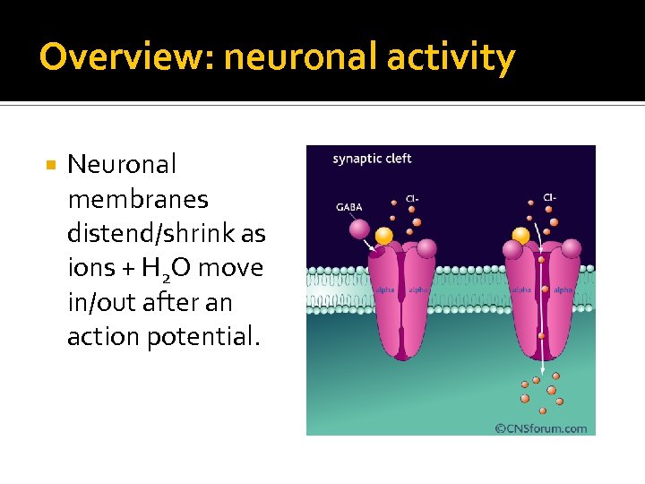 Overview: neuronal activity Neuronal membranes distend/shrink as ions + H 2 O move in/out