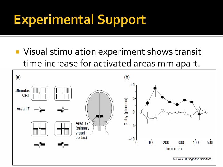 Experimental Support Visual stimulation experiment shows transit time increase for activated areas mm apart.