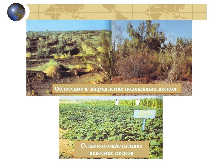 Облесение и закрепление подвижных песков Сельскохозяйственное освоение песков 