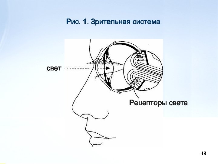 Рис. 1. Зрительная система свет Рецепторы света 48 48 