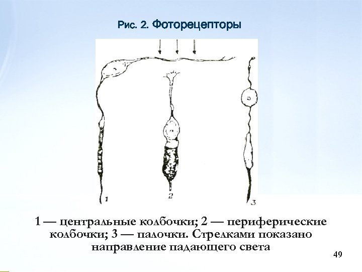 Рис. 2. Фоторецепторы 1 — центральные колбочки; 2 — периферические колбочки; 3 — палочки.