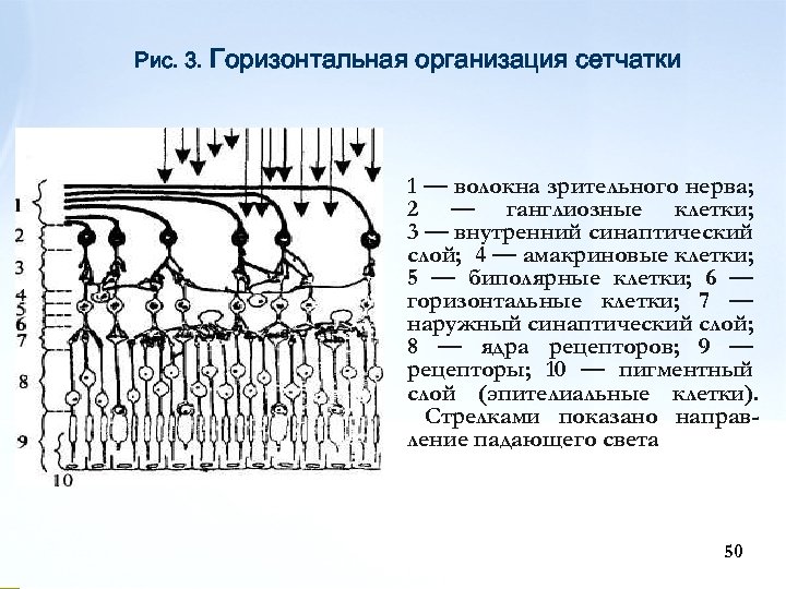 Рис. 3. Горизонтальная организация сетчатки 1 — волокна зрительного нерва; 2 — ганглиозные клетки;