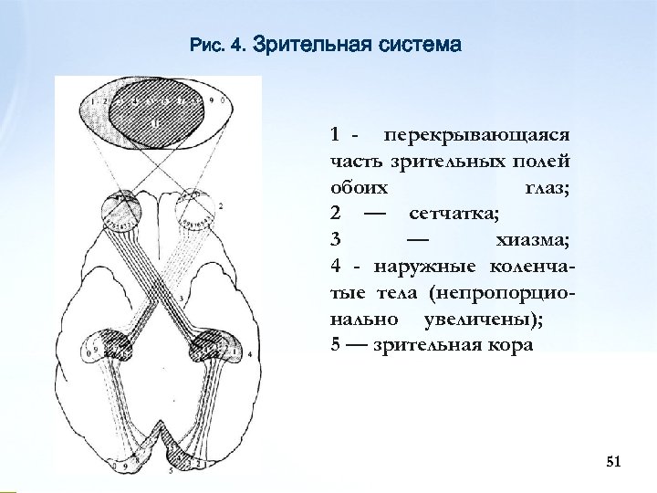 Рис. 4. Зрительная система 1 - перекрывающаяся часть зрительных полей обоих глаз; 2 —
