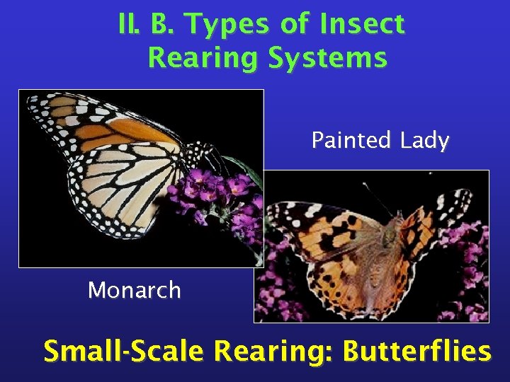 II. B. Types of Insect Rearing Systems Painted Lady Monarch Small-Scale Rearing: Butterflies 