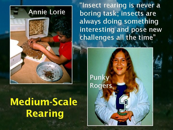 Annie Lorie “Insect rearing is never a boring task; insects are always doing something