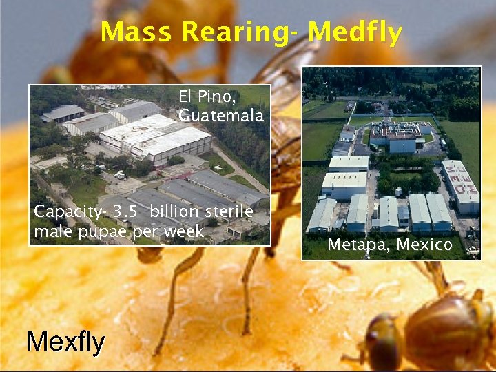 Mass Rearing- Medfly El Pino, Guatemala Capacity- 3. 5 billion sterile male pupae per