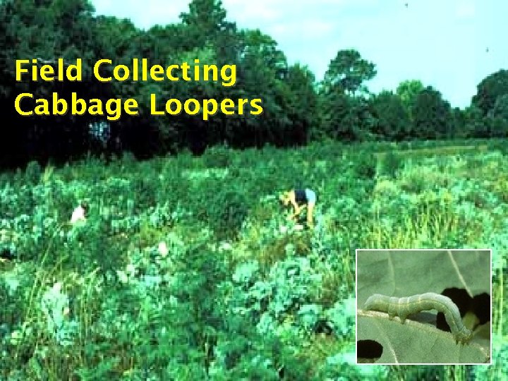 Field Collecting Cabbage Loopers 