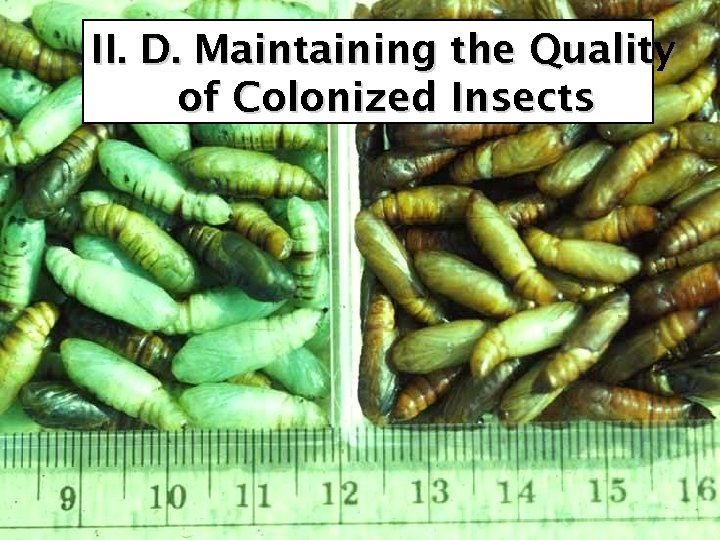 II. D. Maintaining the Quality of Colonized Insects 