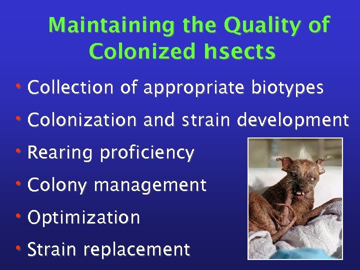 Maintaining the Quality of Colonized I sects n • Collection of appropriate biotypes •