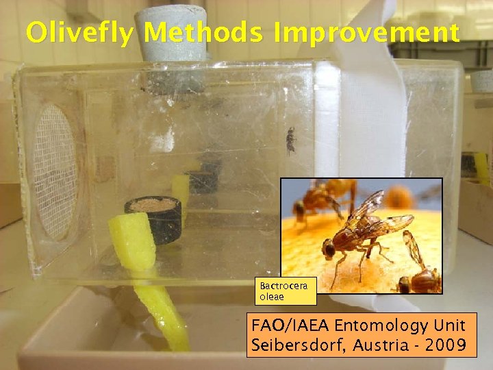 Olivefly Methods Improvement Bactrocera oleae FAO/IAEA Entomology Unit Seibersdorf, Austria - 2009 