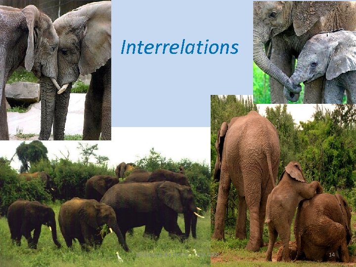 Interrelations Michael Quinn Patton AEA 2009 14 