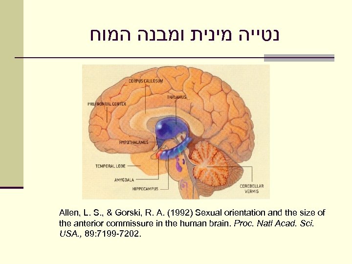  נטייה מינית ומבנה המוח Allen, L. S. , & Gorski, R. A. (1992)
