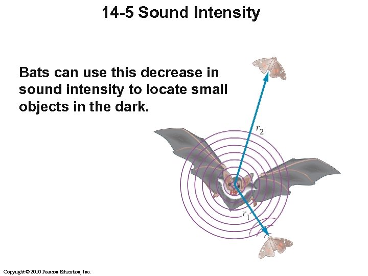 14 -5 Sound Intensity Bats can use this decrease in sound intensity to locate