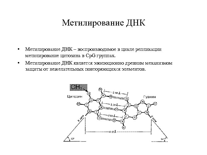 Метилирование ДНК • • Метилирование ДНК – воспроизводимое в цикле репликации метилирование цитозина в