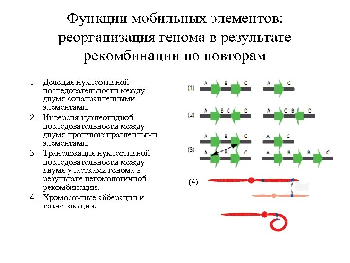 Функции мобильных элементов: реорганизация генома в результате рекомбинации по повторам 1. Делеция нуклеотидной последовательности