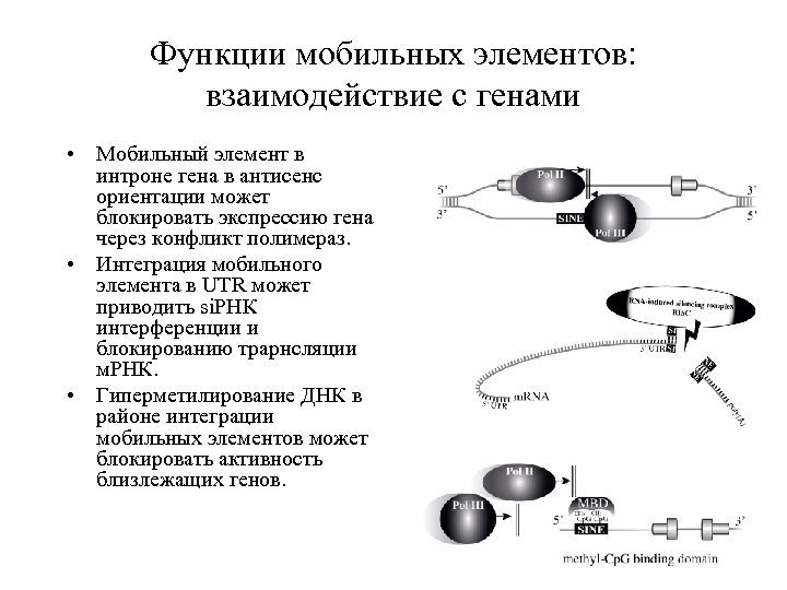 Функции мобильных элементов: взаимодействие с генами • Мобильный элемент в интроне гена в антисенс