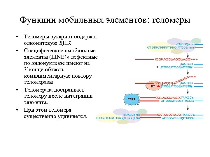 Функции мобильных элементов: теломеры • Теломеры эукариот содержат однонитевую ДНК • Специфические «мобильные элементы