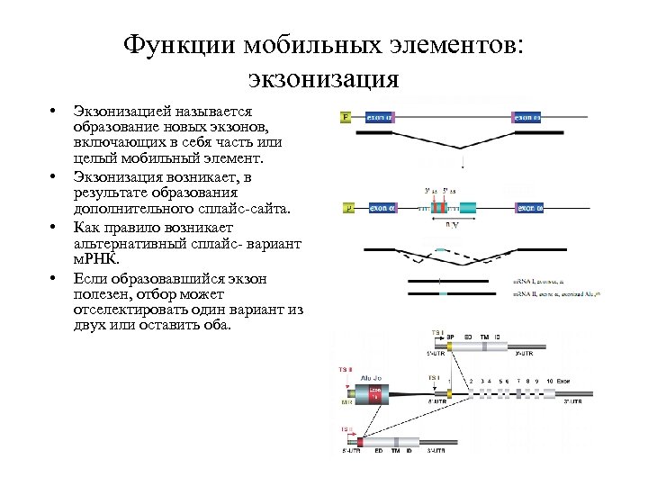 Функции мобильных элементов: экзонизация • • Экзонизацией называется образование новых экзонов, включающих в себя
