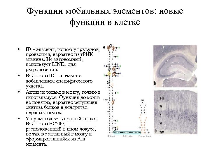 Функции мобильных элементов: новые функции в клетке • • ID – элемент, только у