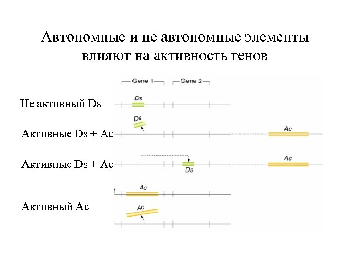 Автономные и не автономные элементы влияют на активность генов Не активный Ds Активные Ds